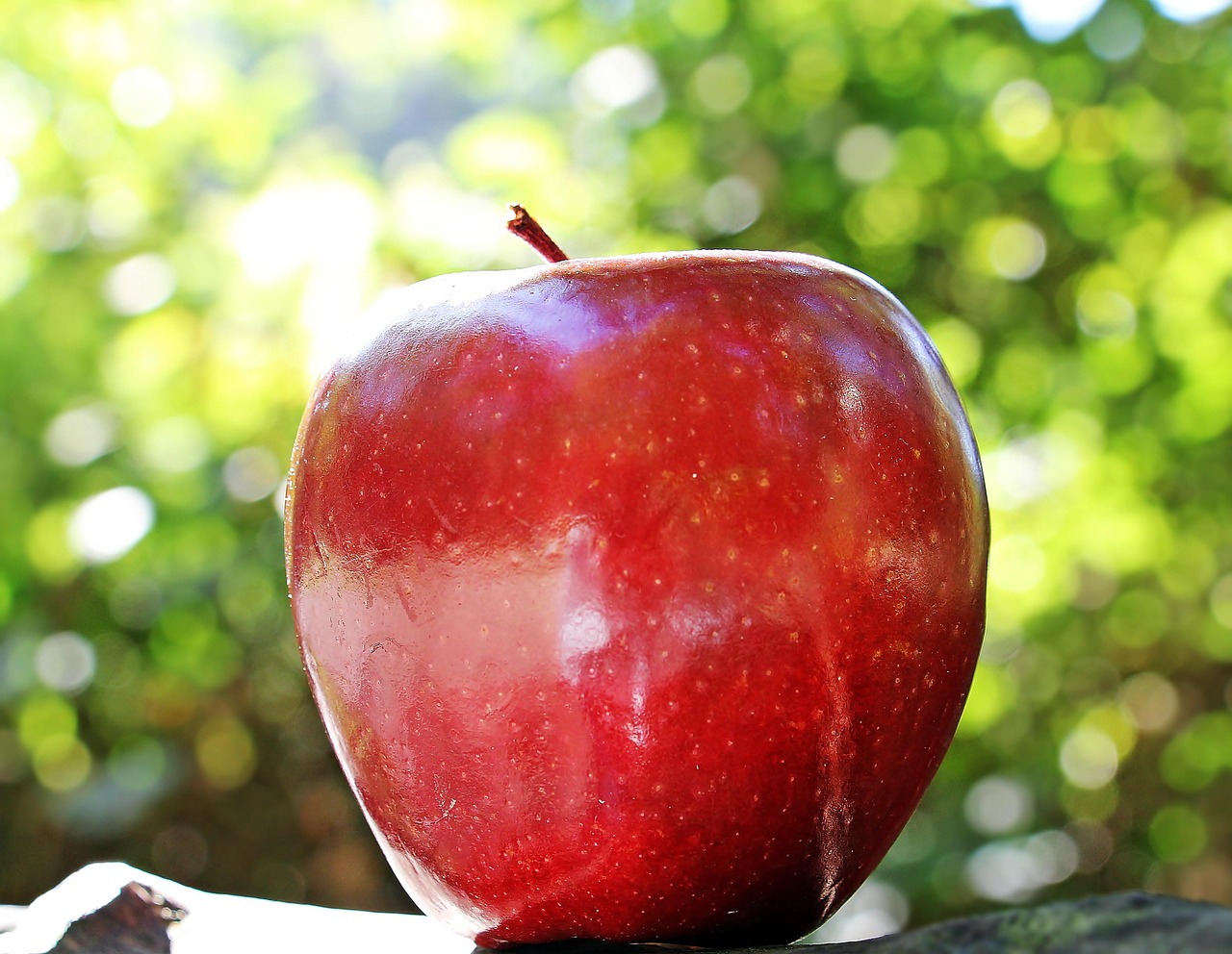 Apple Stem Cell